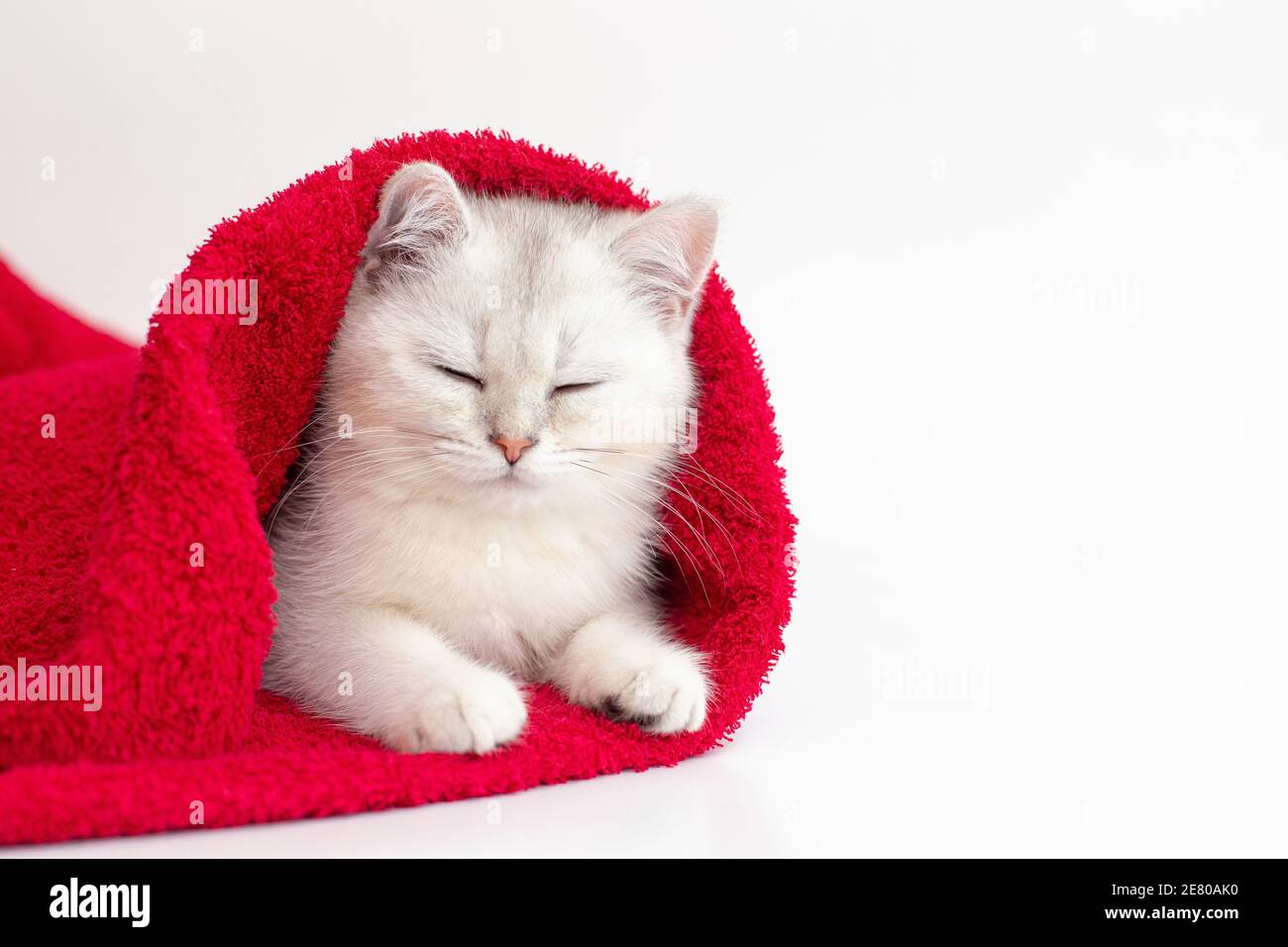white british cat sleeping in a red towel on a white background Stock Photo