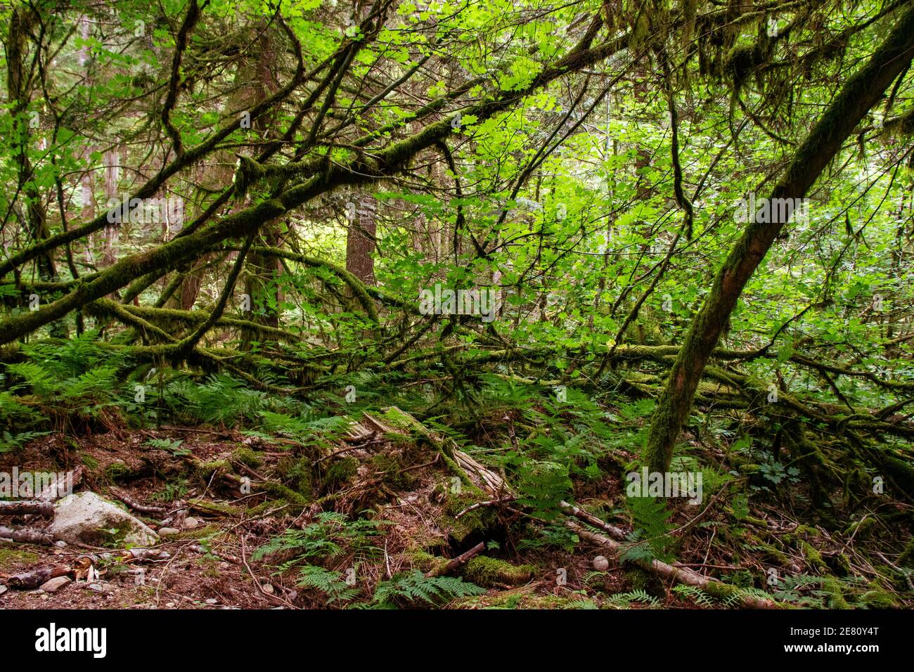 Rainforest at the bottom of the mountain, Squamish, BC, Canada. Squamish is a bustling town between Vancouver and Whistler, in BC, Canada, famous for Stock Photo