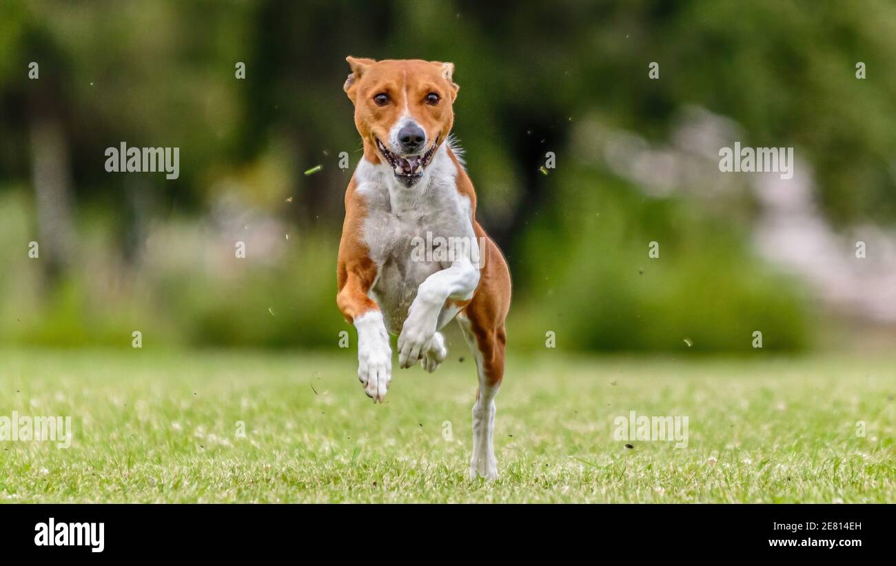 Basenji dog running in the green field on lure coursing competition Stock Photo