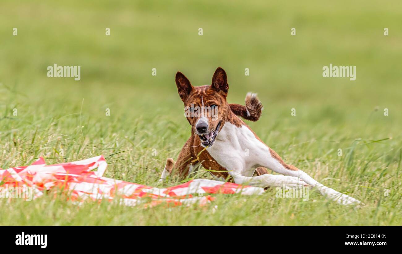 Basenji dog running in the field on lure coursing competition Stock Photo
