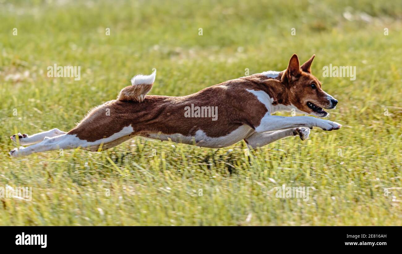 Basenji dog running like flying in the field on lure coursing competition Stock Photo