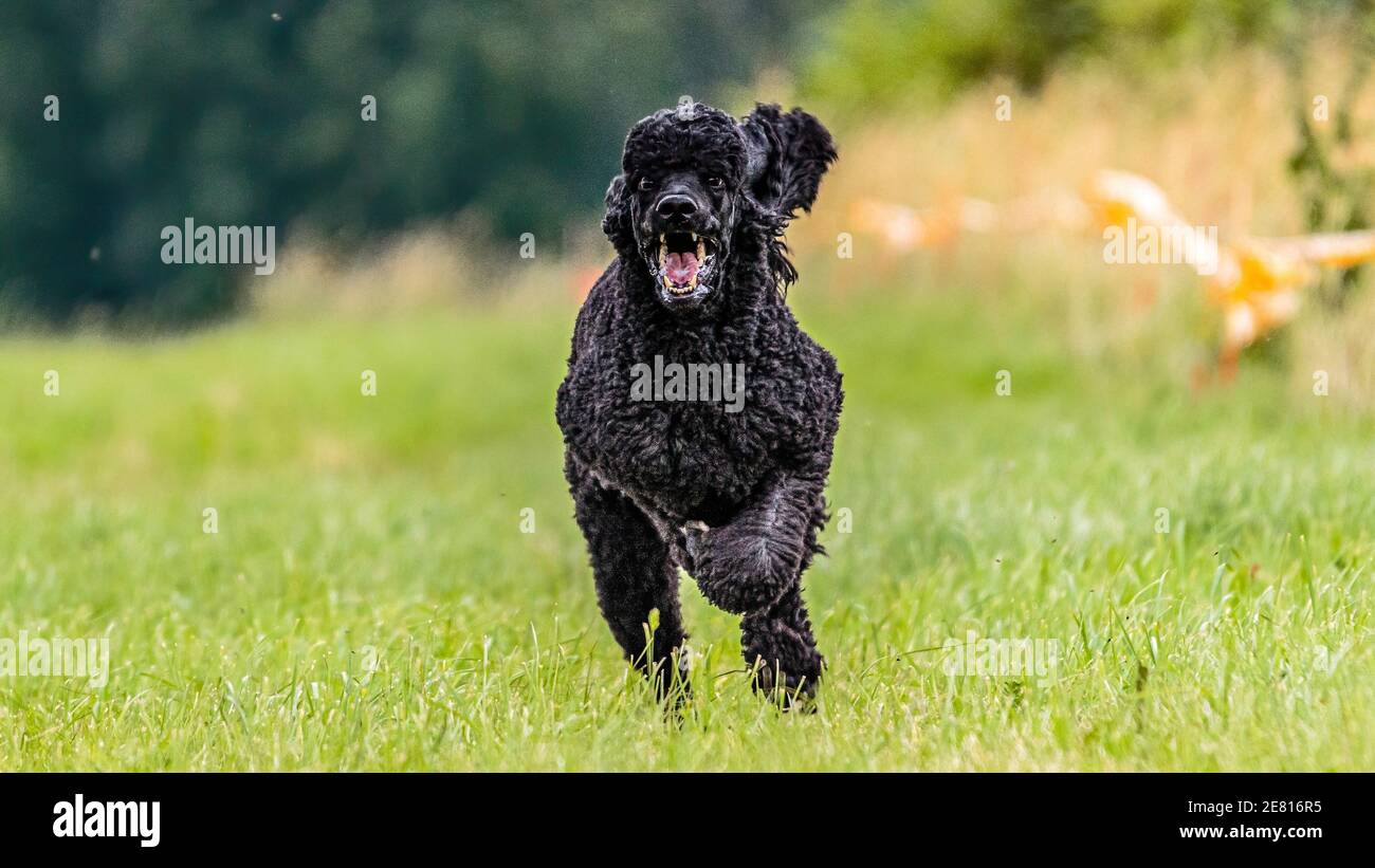 Dog running in the field on lure coursing competition with sunny weather Stock Photo