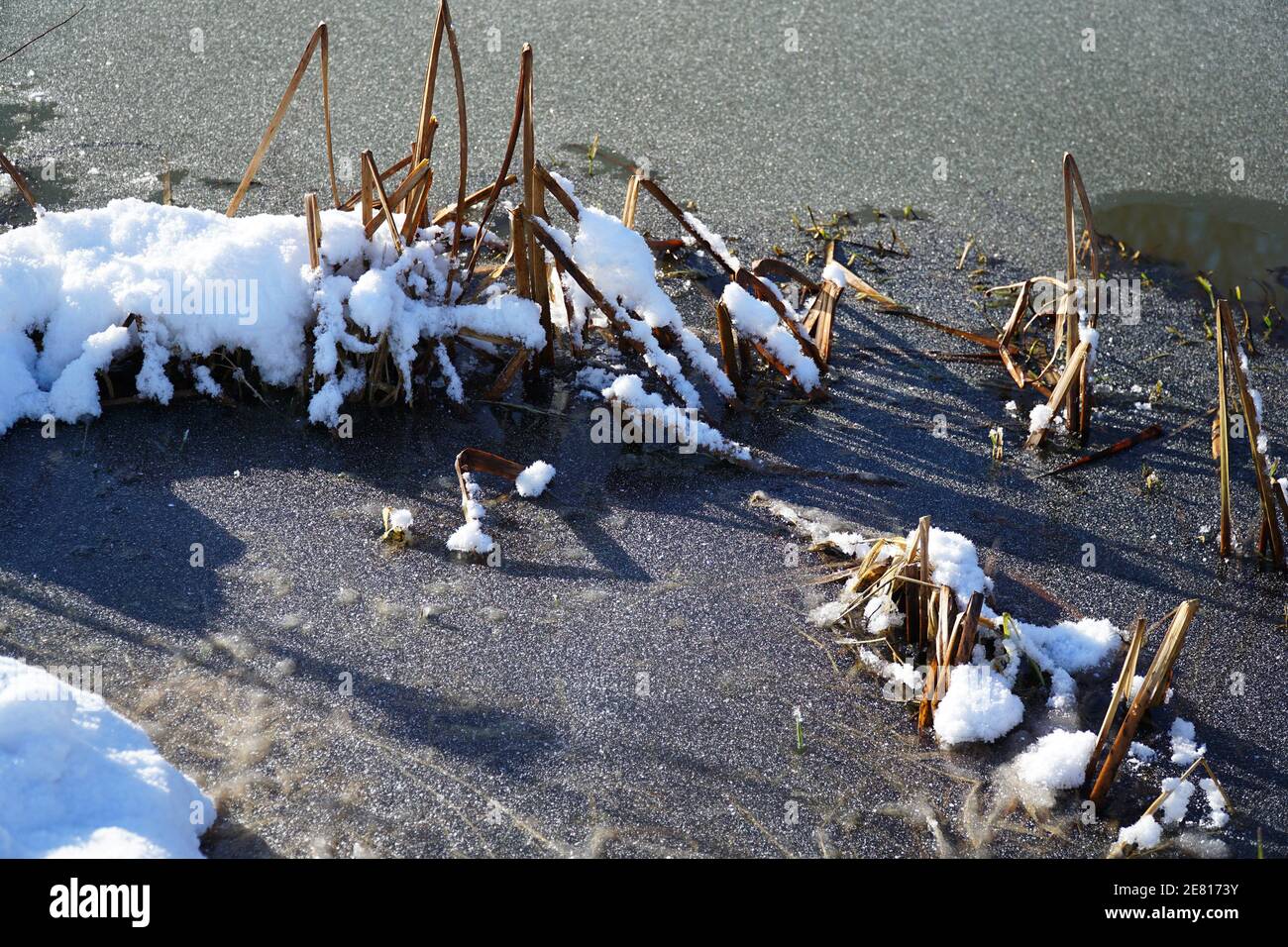 Dead reeds in a frozen pond Stock Photo