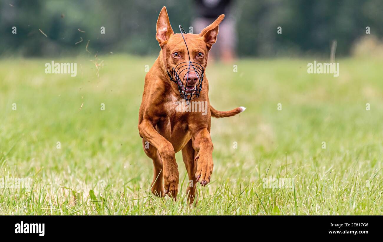 Pharaoh Hound dog running in the field on lure coursing competition Stock Photo