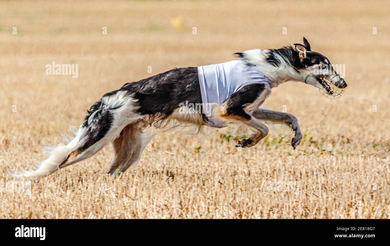 Russian Hunting Sighthound running in the field on lure coursing competition Stock Photo
