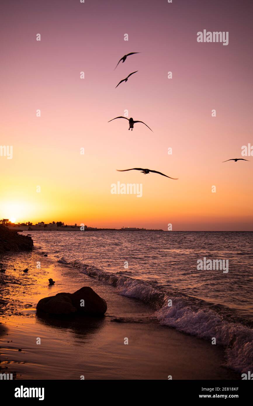 sunset scene at the beach silhouette of flying seagull - birds Sea landscape - natural background Stock Photo