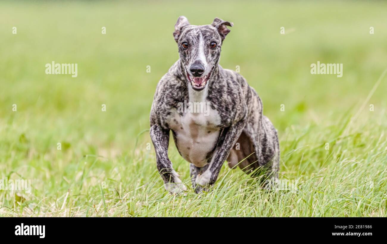 Whippet dog running in the field on lure coursing competition Stock Photo
