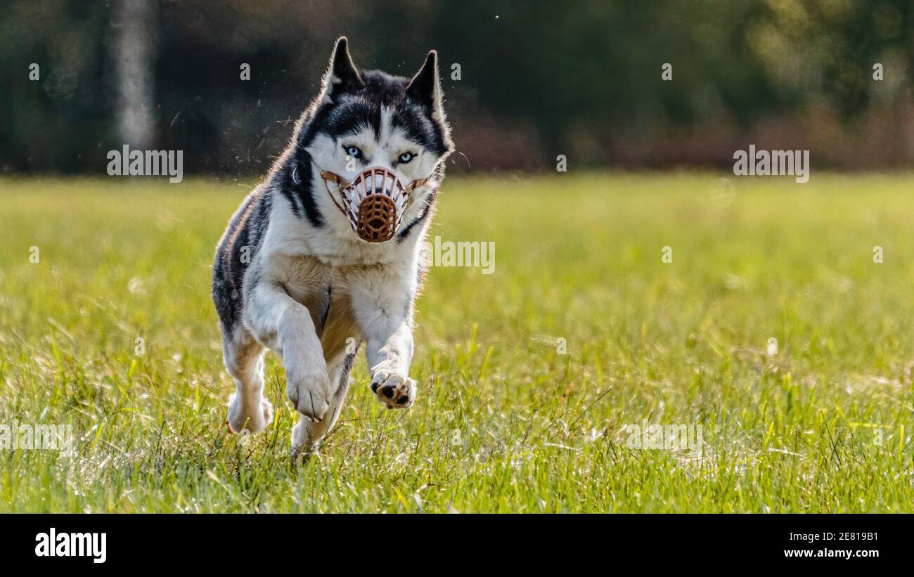 Husky dog running in the field on lure coursing competition with sunny weather Stock Photo