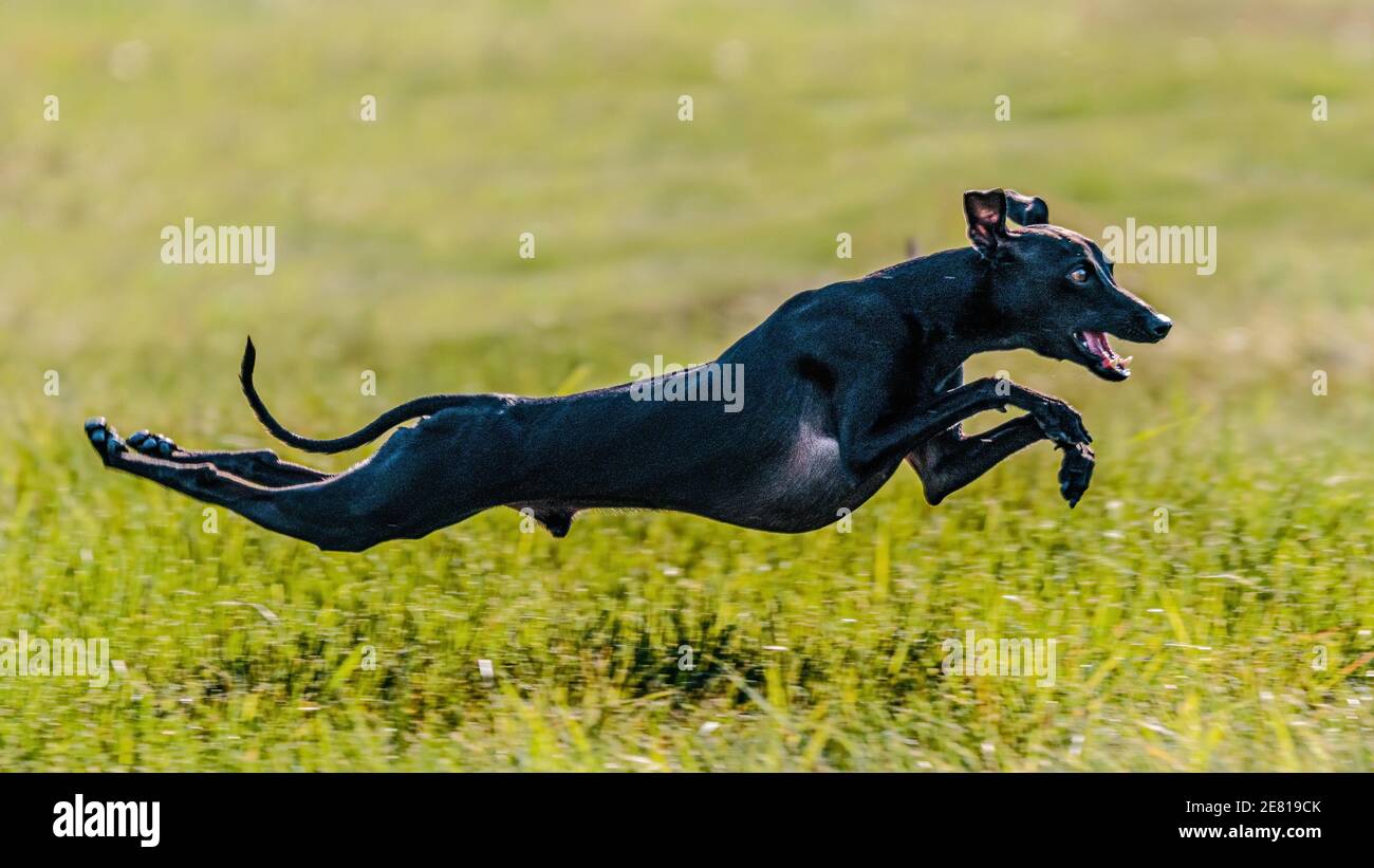 Flying moment of Italian Greyhound in the field on lure coursing competition Stock Photo