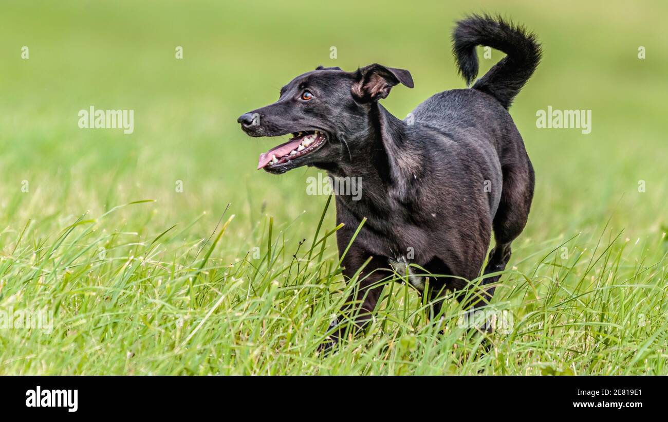 Dog running in the field on lure coursing competition with sunny weather Stock Photo