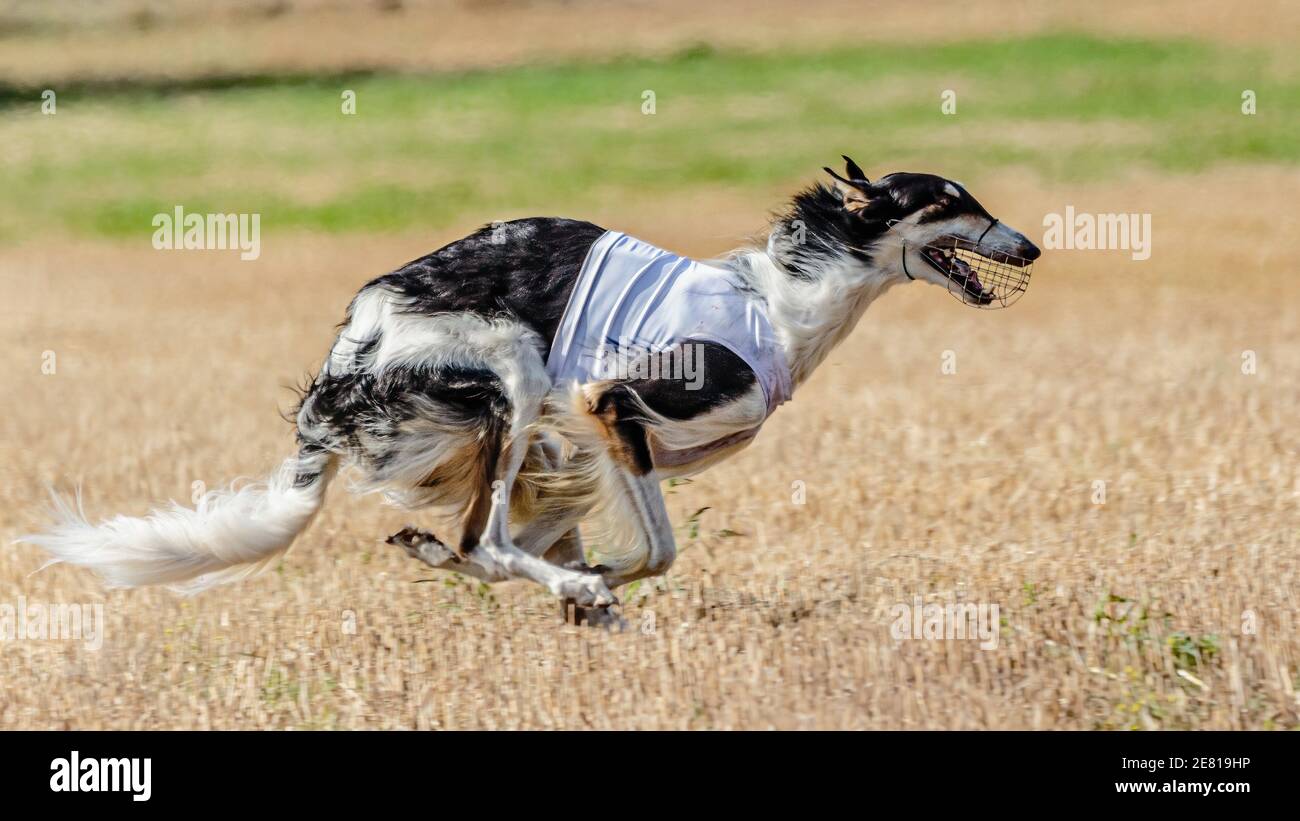 Russian Hunting Sighthound running in the field on lure coursing competition Stock Photo