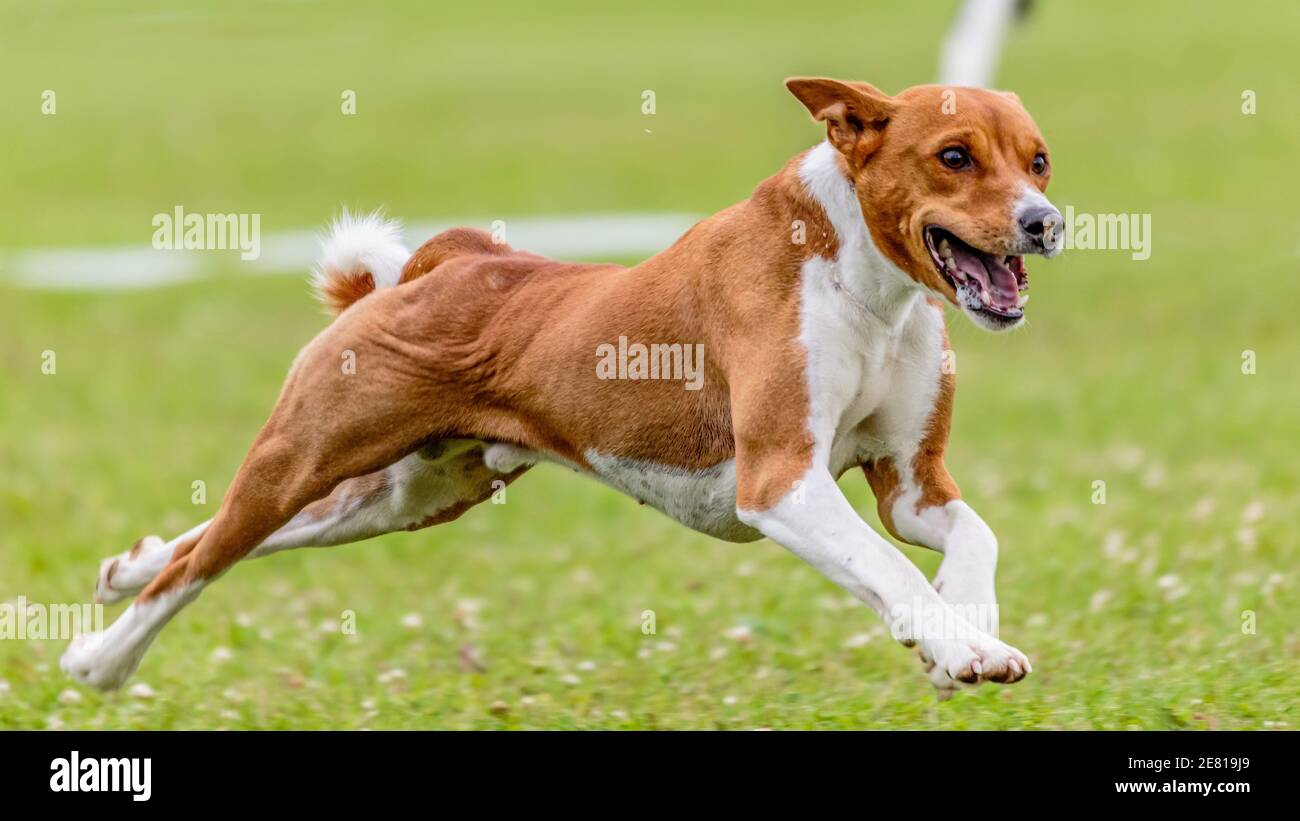 Basenji dog running in the green field on lure coursing competition Stock Photo
