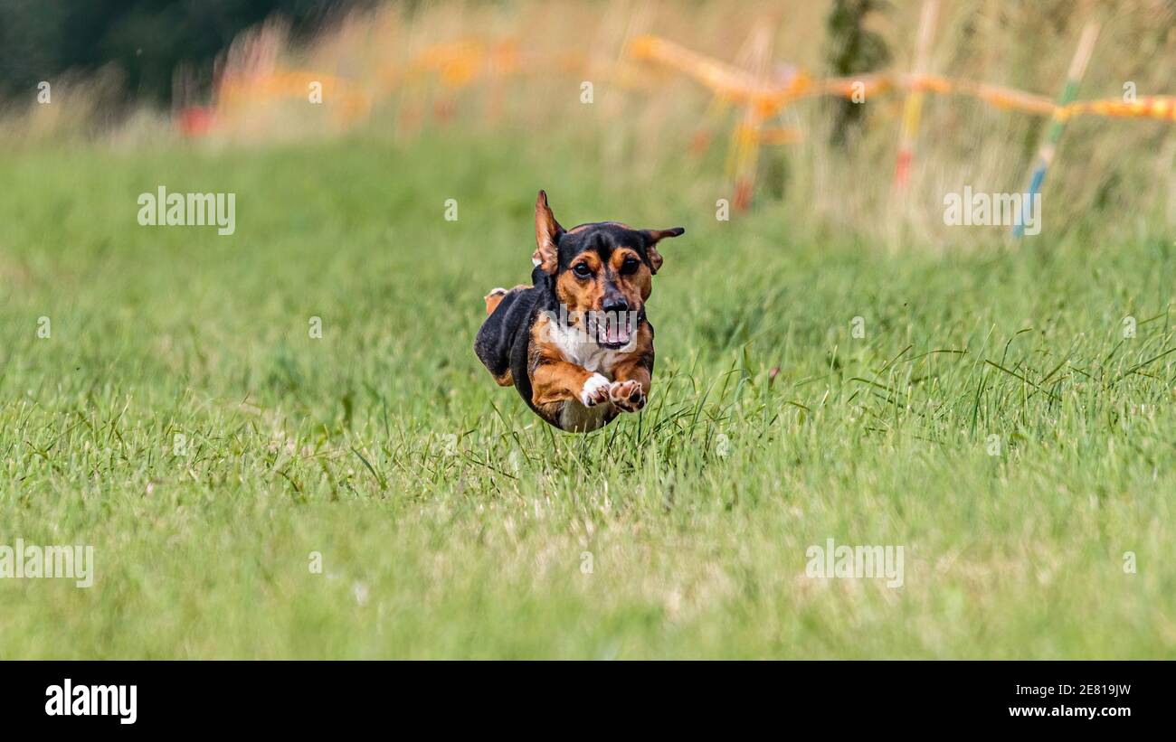 Flying moment of dog in the green field on lure coursing competition Stock Photo