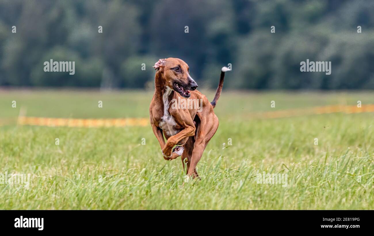 Azawakh dog running in the field on lure coursing competition Stock Photo