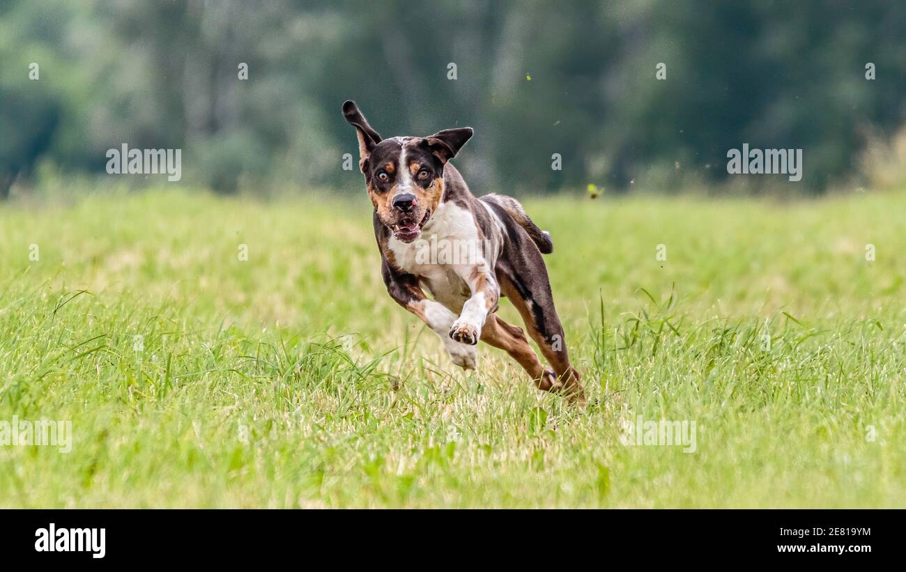 Catahoula Leopard Dog running in the field on lure coursing competition Stock Photo