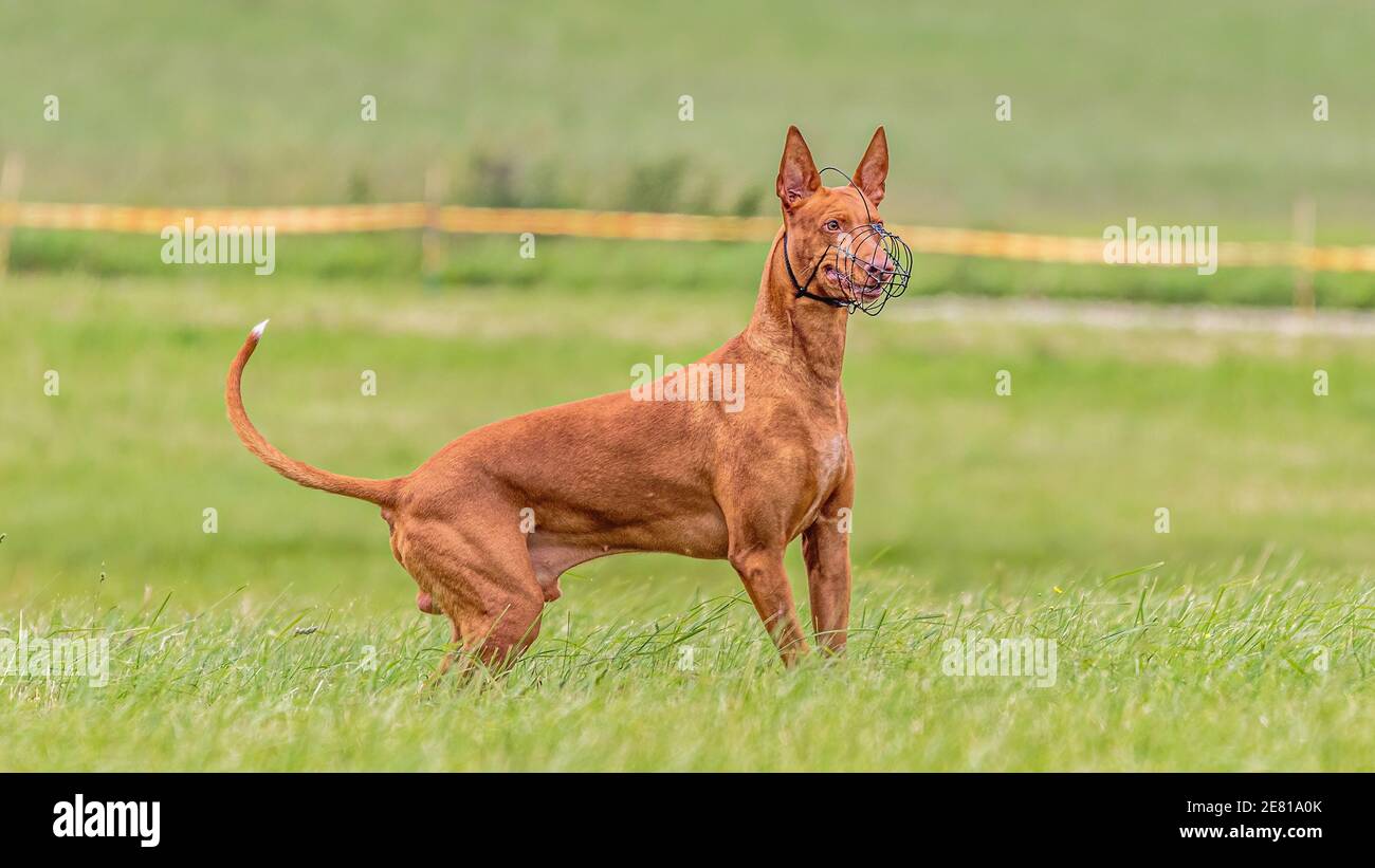 Pharaoh Hound dog in the green field on lure coursing competition Stock Photo