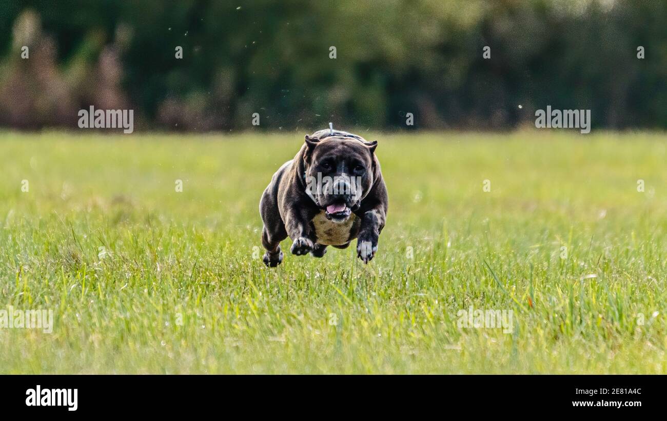 Flying moment of a dog in the field on lure coursing competition Stock Photo