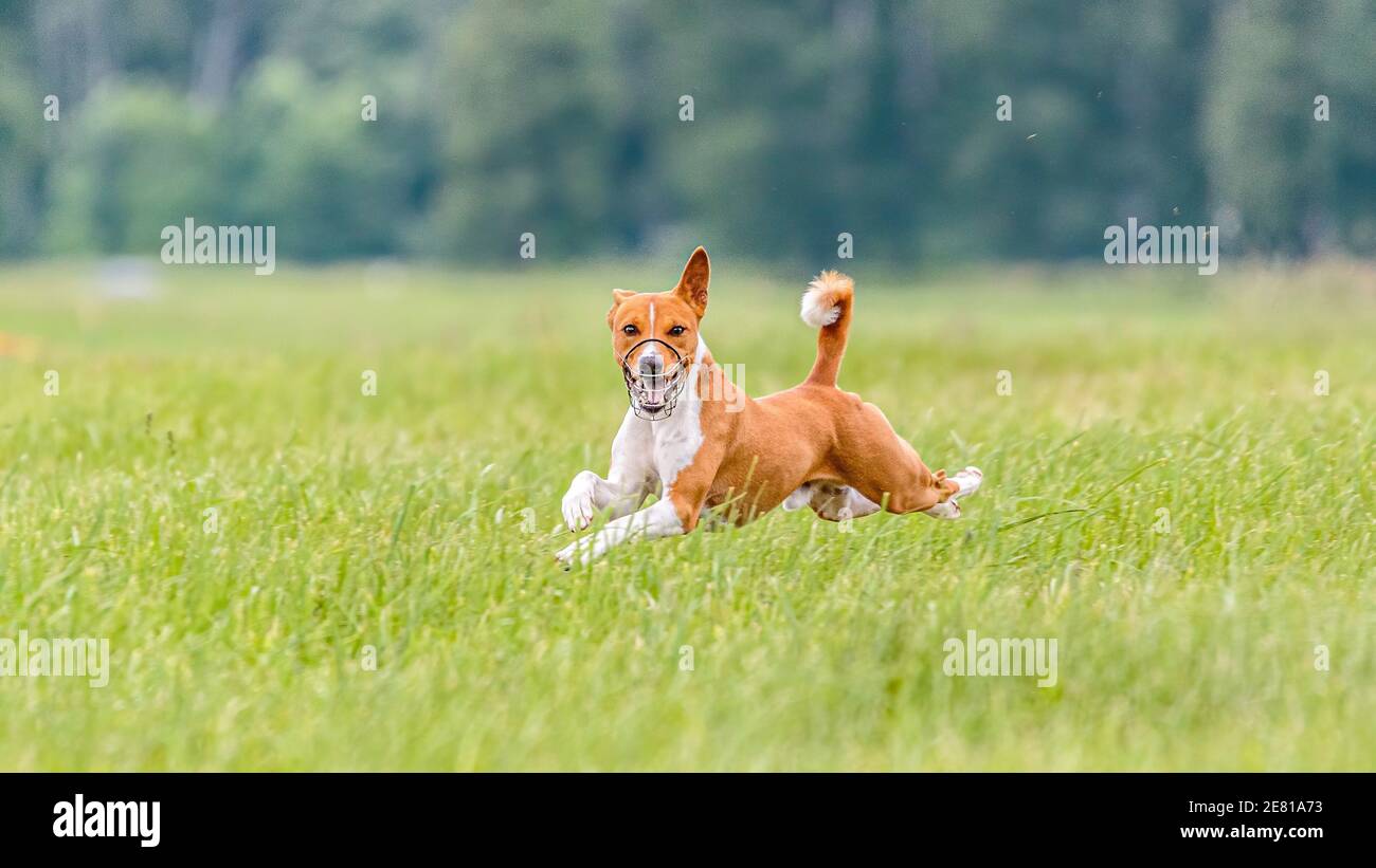 Flying moment of basenji dog in the field on lure coursing competition Stock Photo