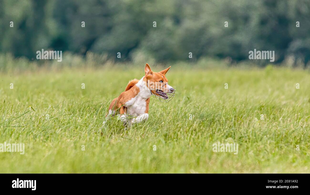 Basenji dog running in the field on lure coursing competition Stock Photo