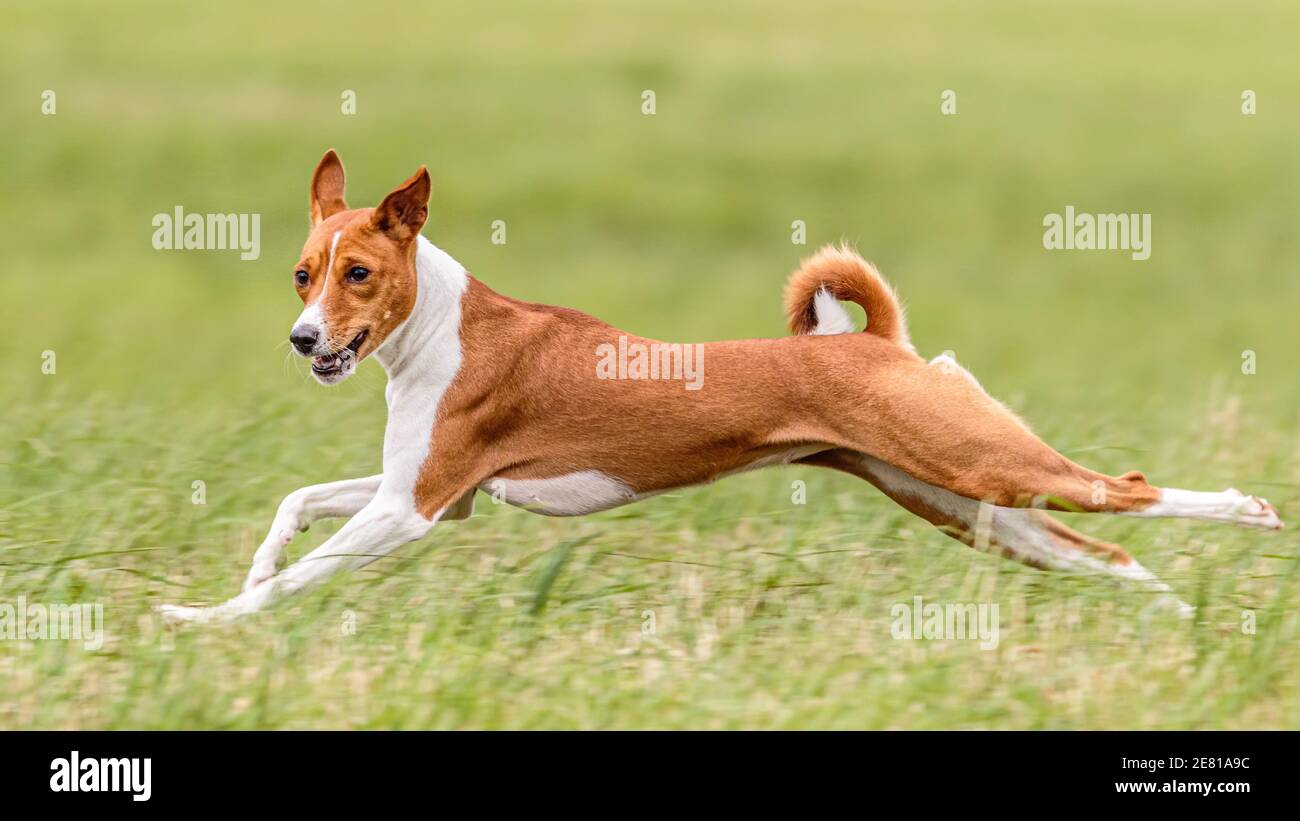 Flying moment of basenji dog in the field on lure coursing competition Stock Photo