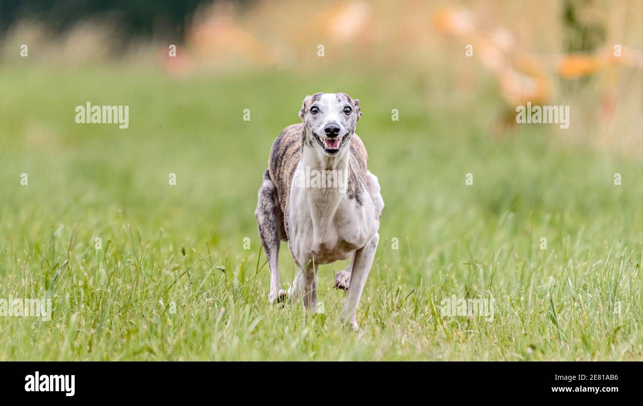 Whippet dog running in the field on lure coursing competition Stock Photo