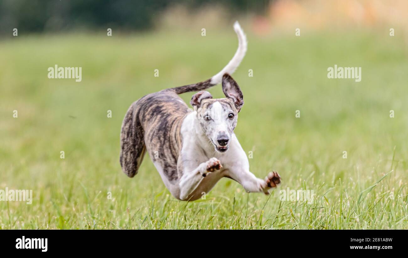 Flying moment of whippet dog in the field on lure coursing competition Stock Photo