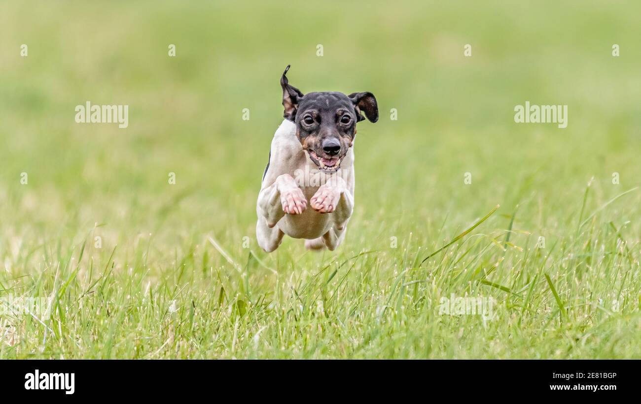 Moment of flying Japanese terrier dog in the field on lure coursing competition Stock Photo