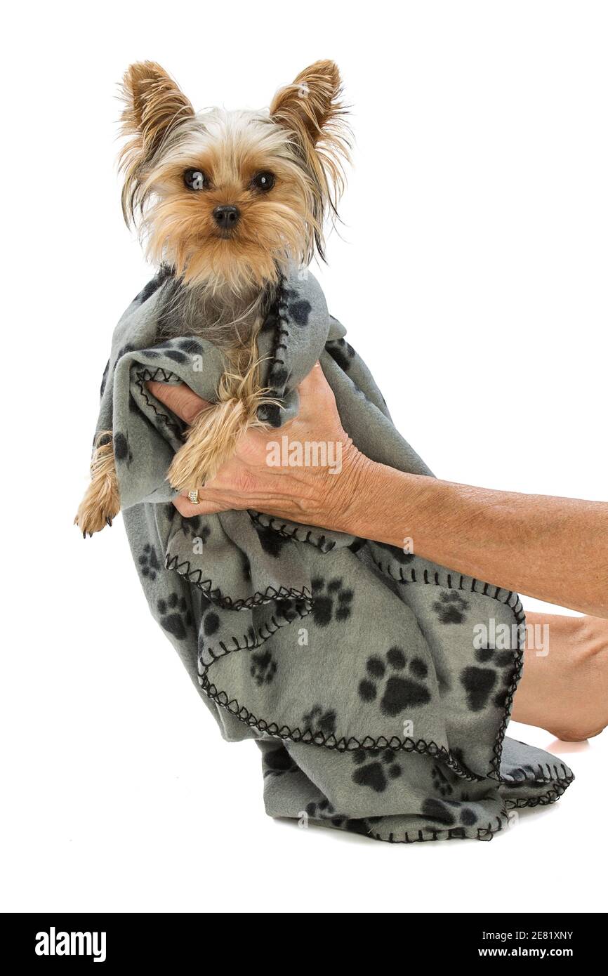 yorkshire terrier blanket