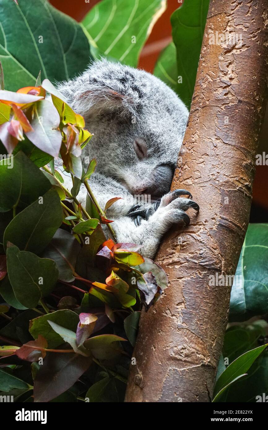 Queensland koala, Phascolarctos cinereus sleeping on a tree Stock Photo