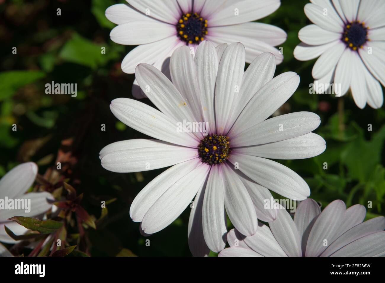 Many daisy white flowers, with dark purple center, Osteospermum fruticosum, of the family of Asteraceae. View plants Stock Photo