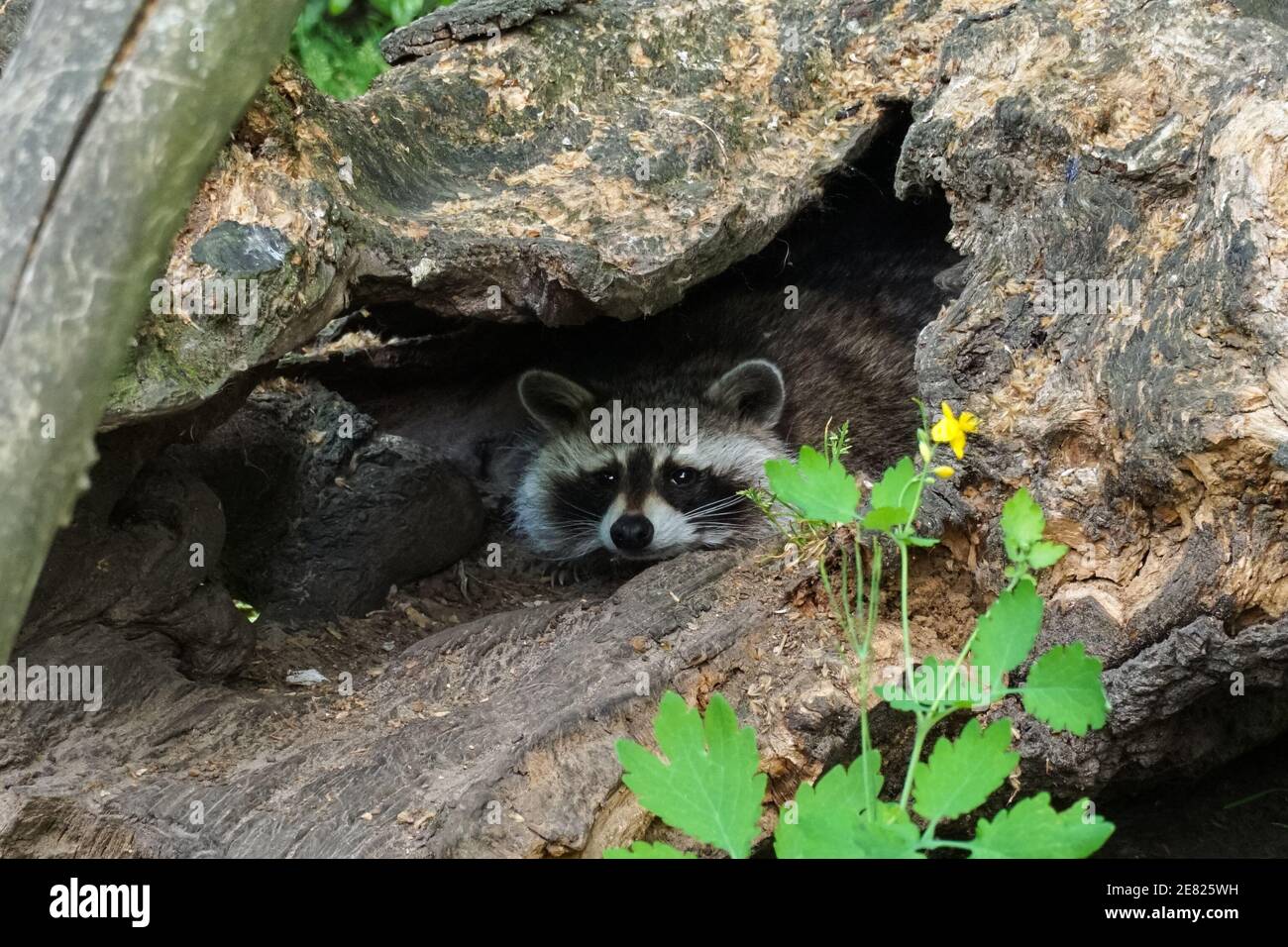 raccoon hiding in a hole of old tree log Stock Photo