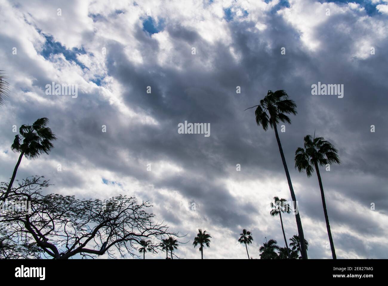 Tall Pametto palms and a Royal Poinciana tree silhouetted against a stormy sky in Cocout Grove in Miami Florida. Stock Photo