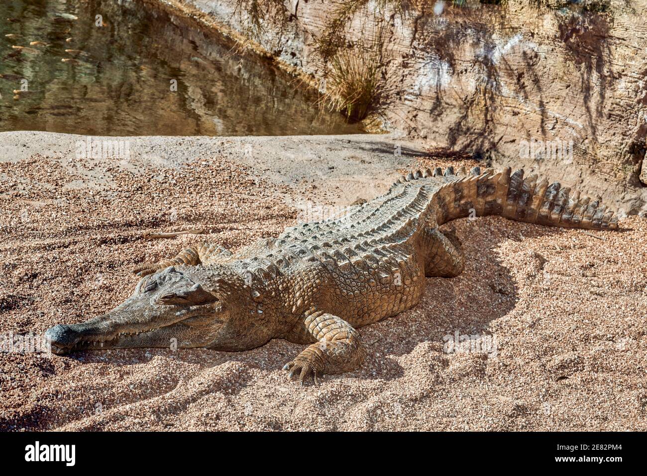 Crocodylidae is a family of sauropsids, archosaurs commonly known as crocodiles in the Oceanografico of the city of Valencia, Spain Stock Photo