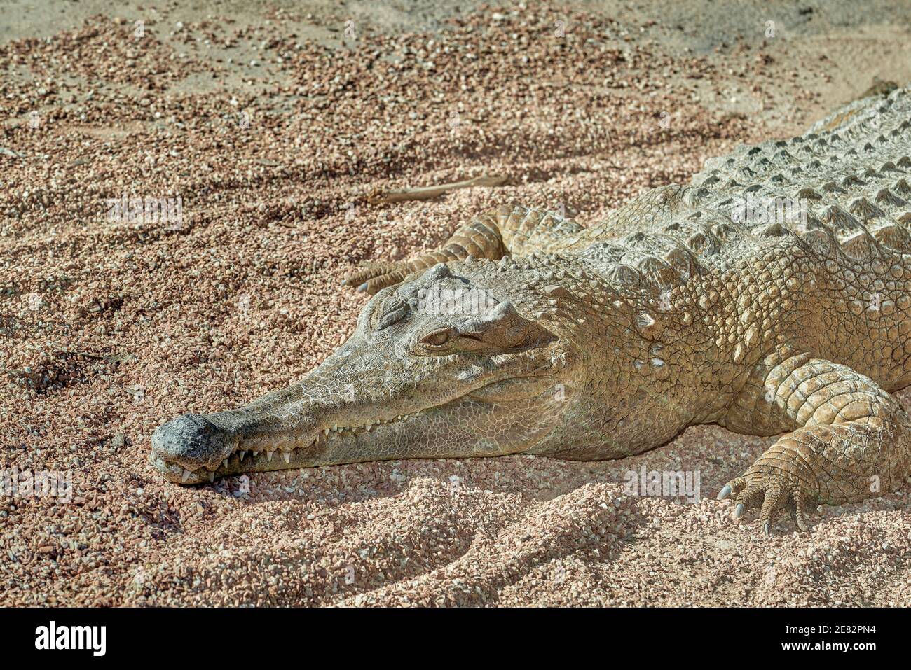 Crocodylidae is a family of sauropsids, archosaurs commonly known as crocodiles in the Oceanografico of the city of Valencia, Spain Stock Photo