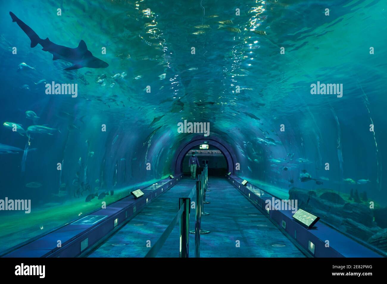 oceanos sharks tunnel in the oceanographic of the city of Valencia, Spain Stock Photo