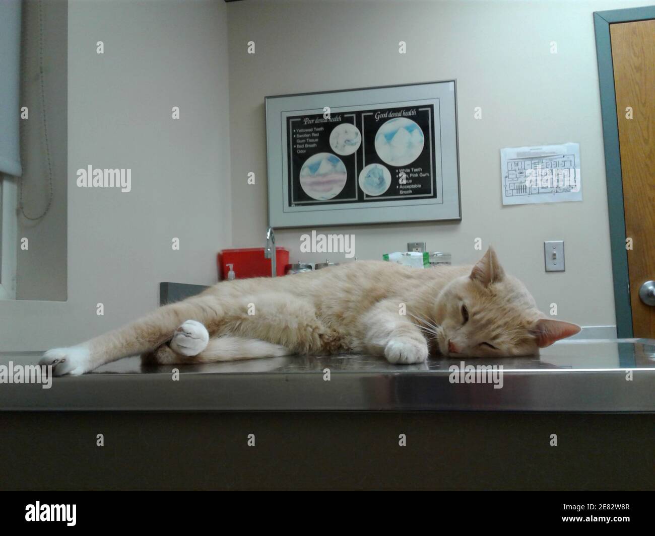 Cat Sleeping in Vet Examination Room Stock Photo Alamy