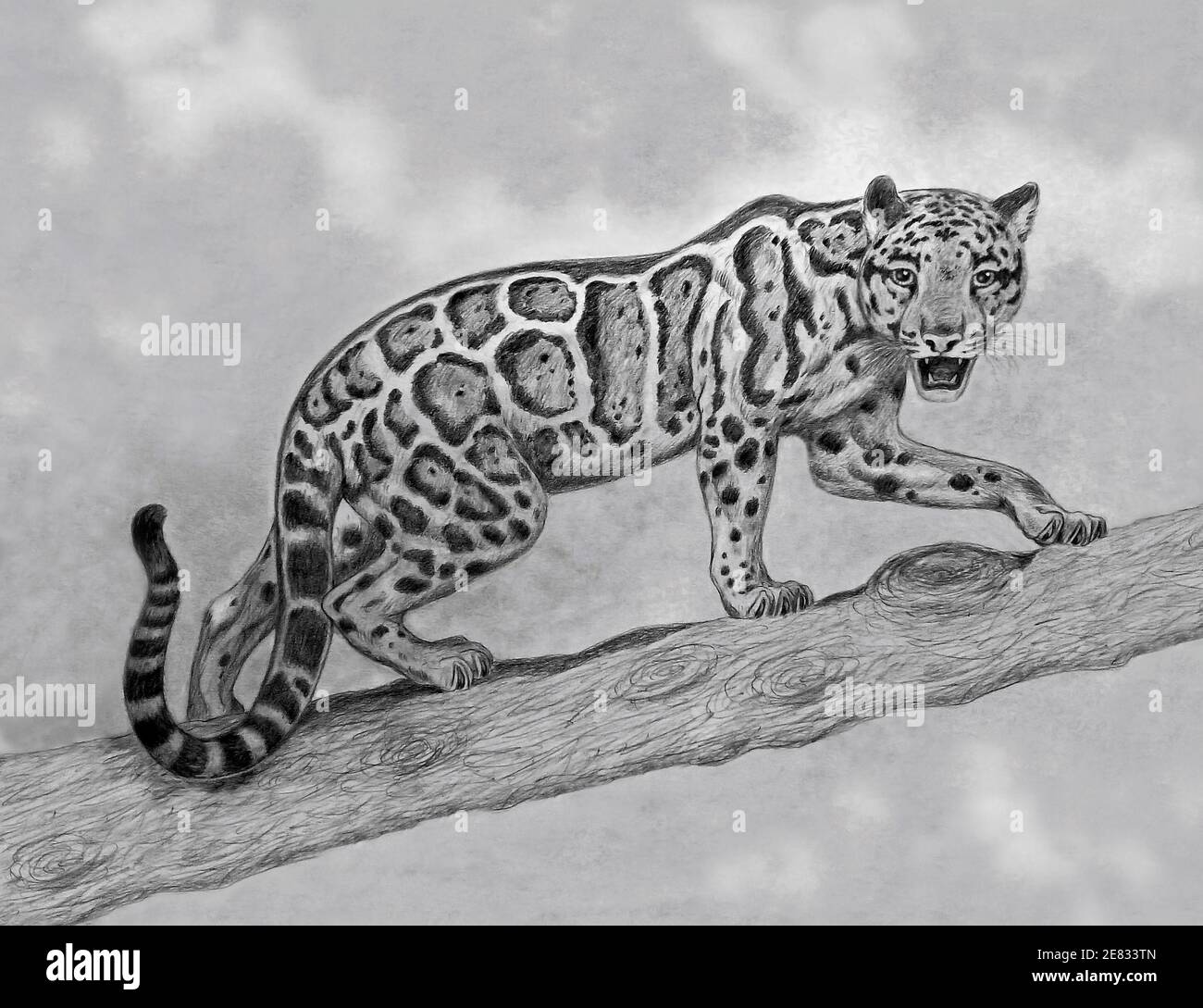 pencil drawing of clouded leopard that walking on a branch Stock Photo