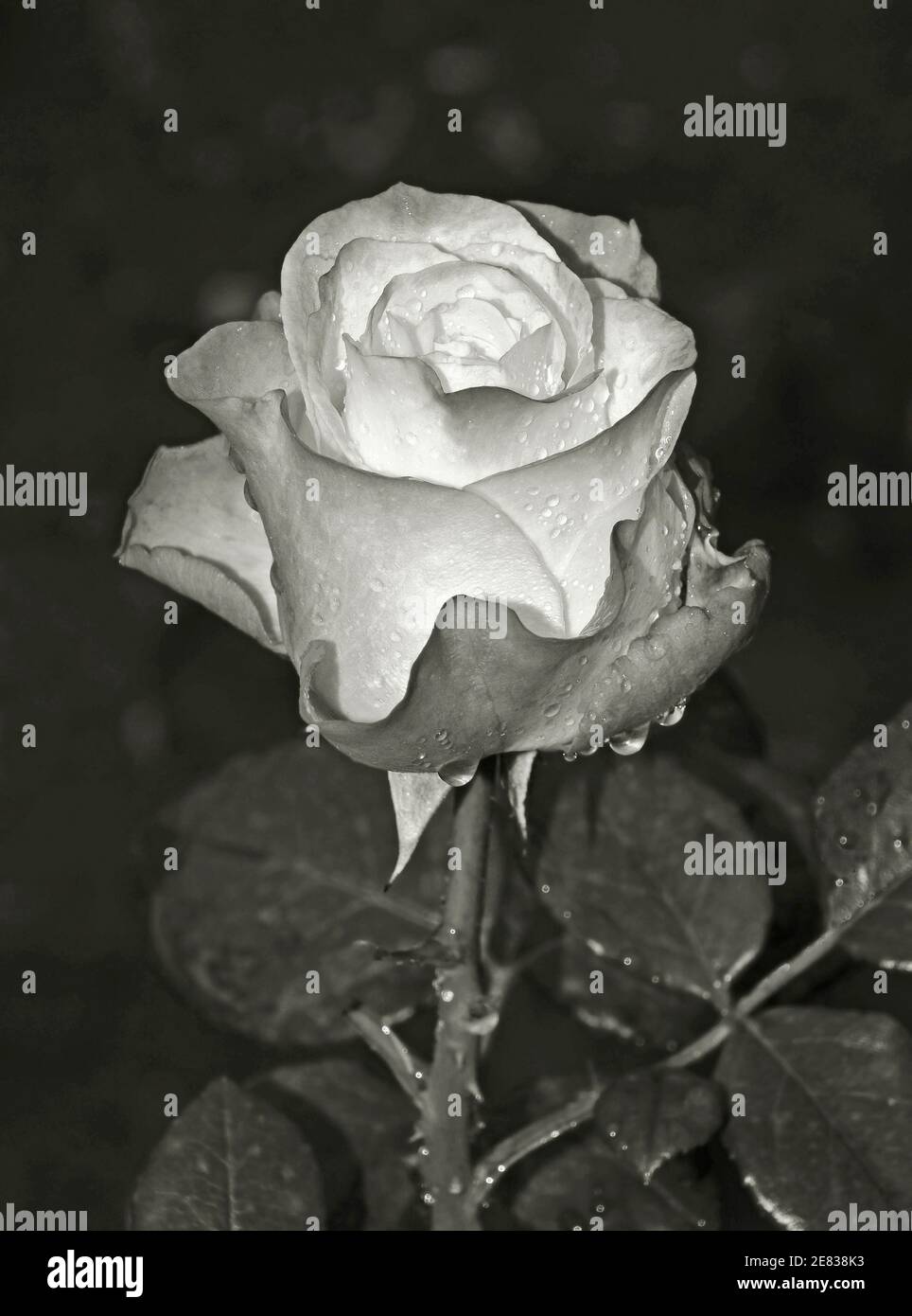 closeup of rose on dark background Stock Photo