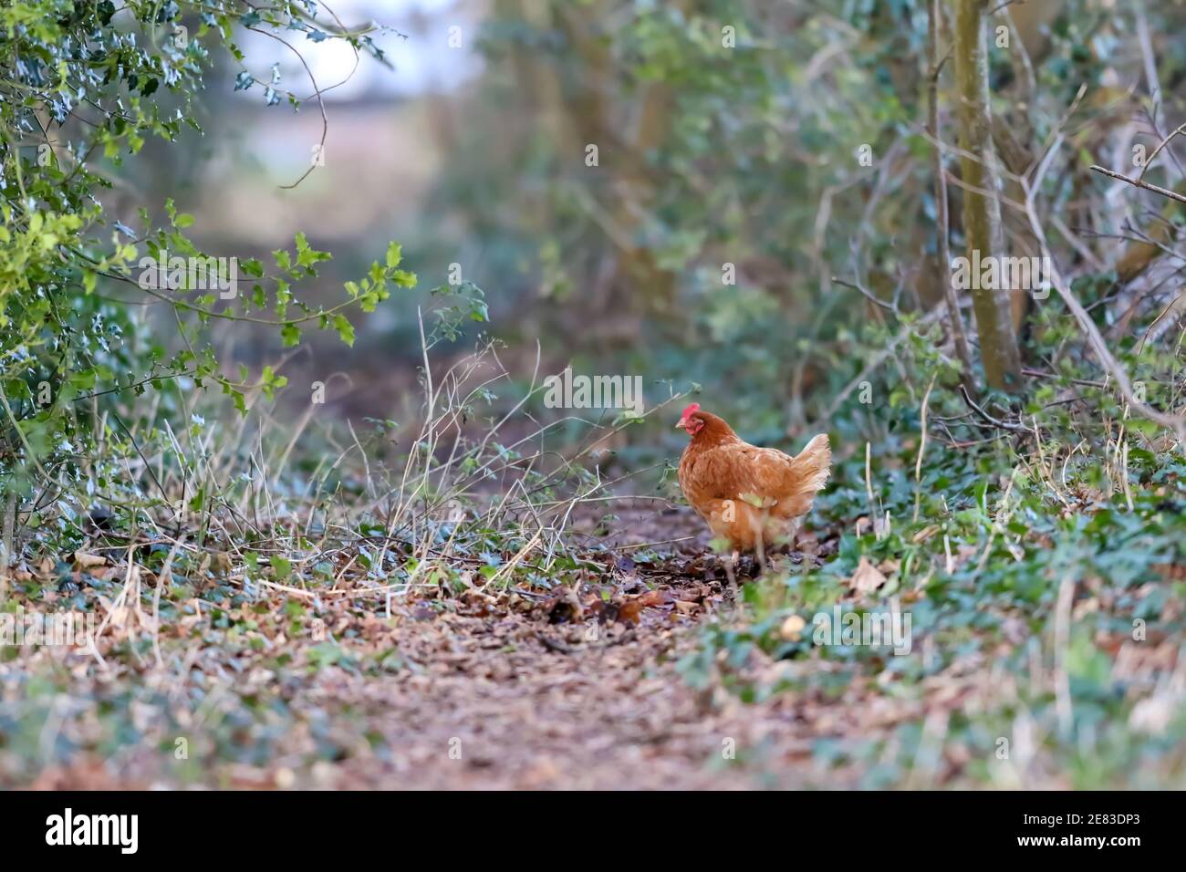 Chicken in green woodland, Dorset Stock Photo Alamy