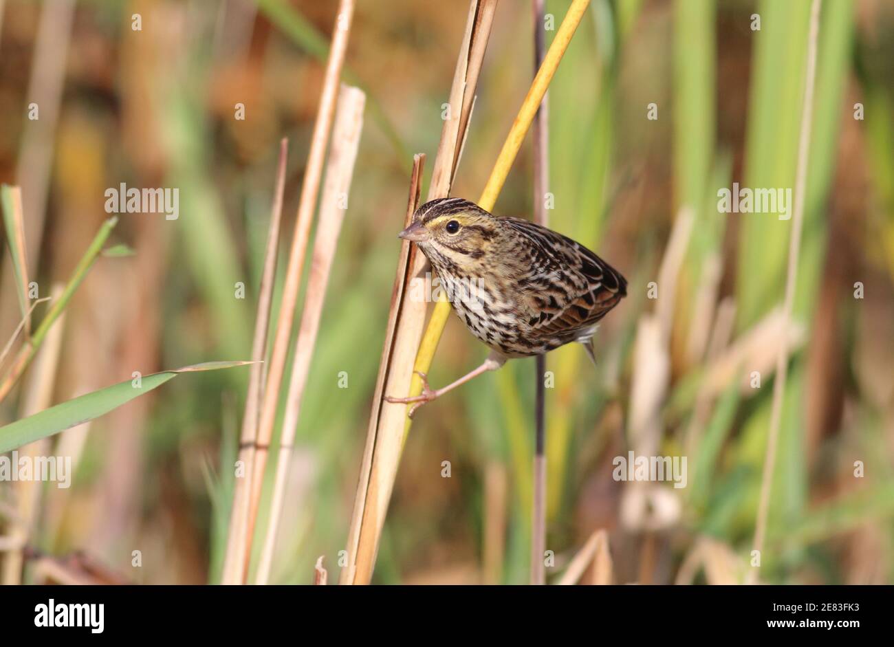 Savannah Sparrow October 7th, 2017 Western Minnehaha County, South Dakota Stock Photo