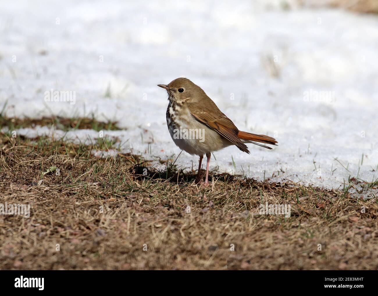 Hermit Thrush April 13th, 2019 Wall Lake, Minnehaha County, South Dakota Stock Photo