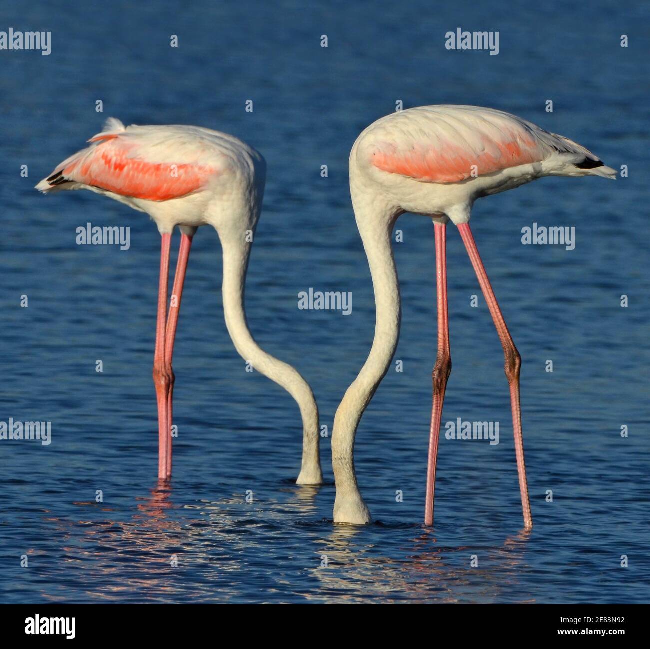 couple of pink flamingos feeding in the water of lake Stock Photo