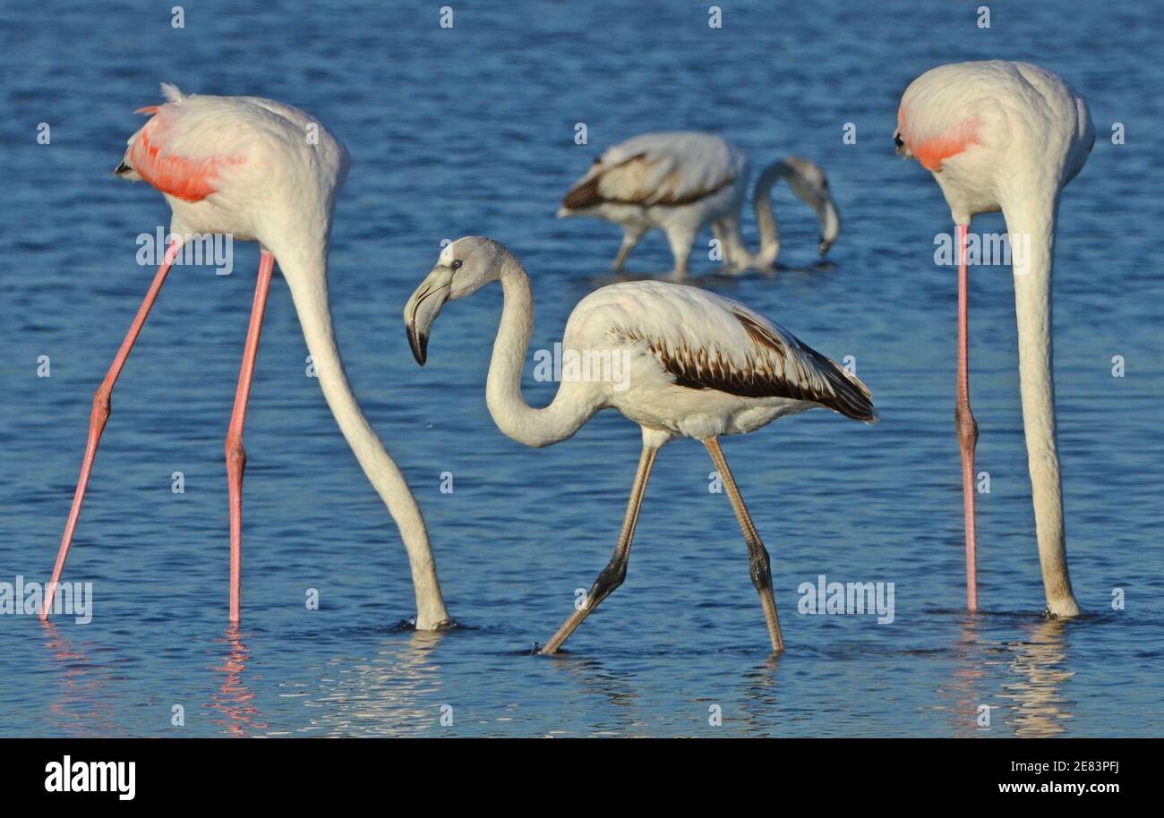 pink flamingos feeding in the lake Stock Photo