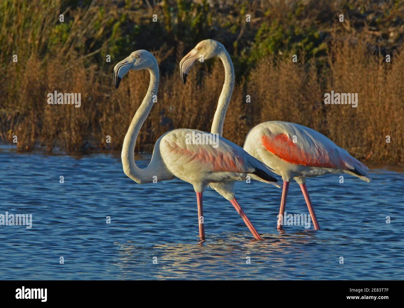two pink flamingos walking in low water of lake Stock Photo