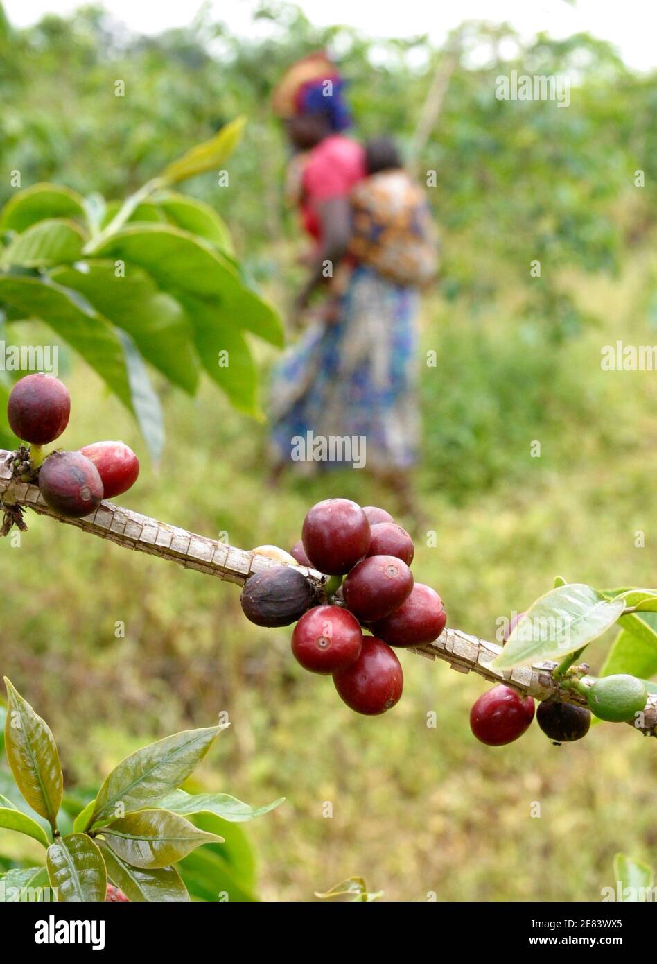 Kiambu district hires stock photography and images Alamy