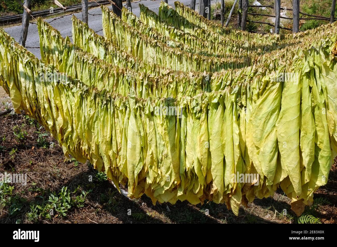 tobacco leaves are hanging to dry in the sun, Montenegro Stock Photo
