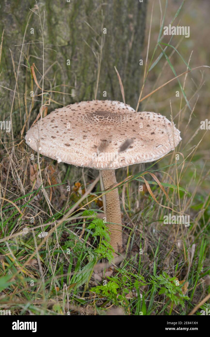 basidiomycete fungus or parasol mushroom Stock Photo