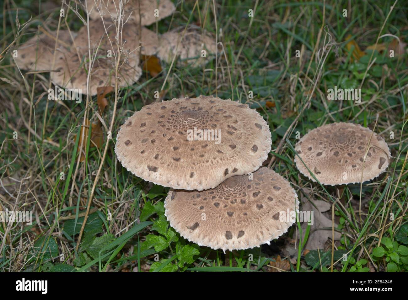 basidiomycete fungus or parasol mushroom Stock Photo