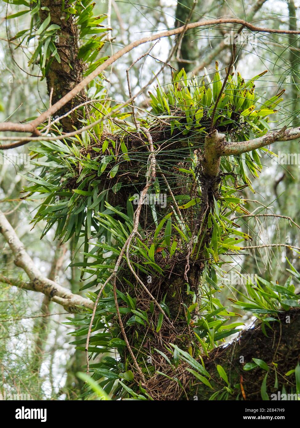Looks like a shaggy, hairy branch, a feathery looking green leafy vine ...