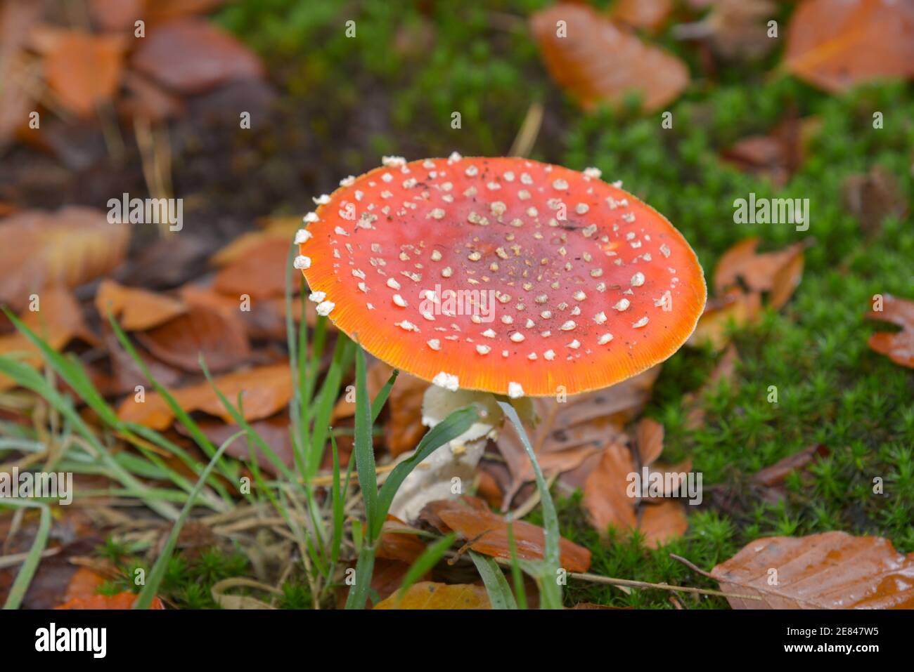 amanita muscaria or fly amanita in a forest in Holland Stock Photo